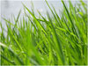 Sustainable developments, planning and construction - More Than Green